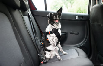 Hund med sikkerhedssele